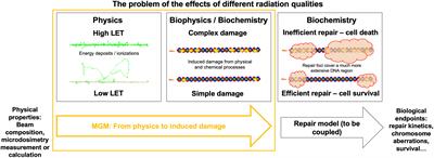 The complexity of DNA damage by radiation follows a Gamma distribution: insights from the Microdosimetric Gamma Model